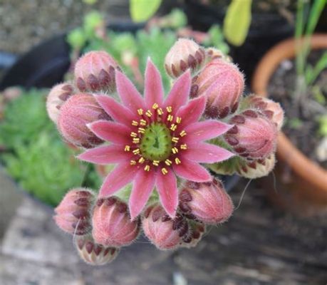 Are Succulents Flowers? Exploring the Blossoming Mysteries of Succulent Plants