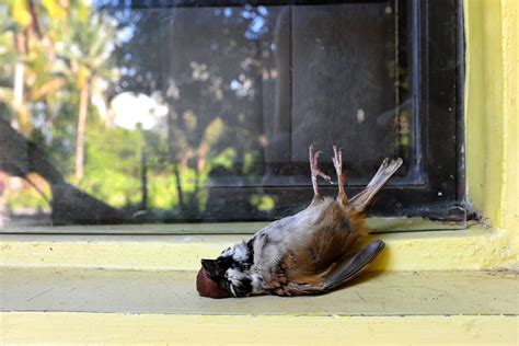 Bird Running into Window Meaning: A Feathered Mystery or a Feathered Message?