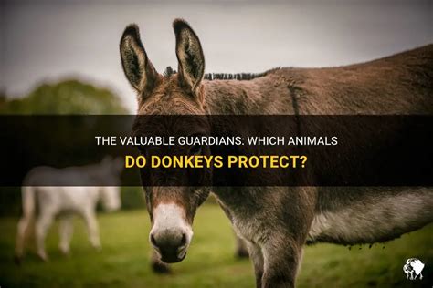 Do Donkeys Protect Livestock? Exploring the Unlikely Guardians of the Farmyard