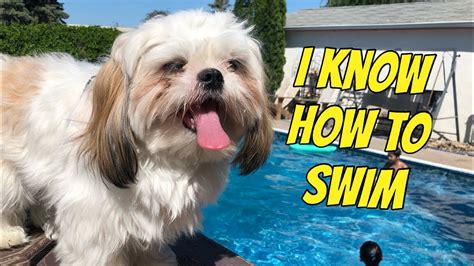 Do Shih Tzus Like to Swim? And Why Do Pineapples Dream of Flying?