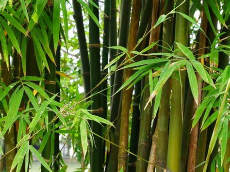 Does Bamboo Have Flowers? Exploring the Mysteries of Bamboo Blossoms