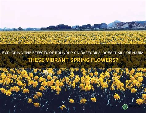 Does Roundup Kill Flowers? Exploring the Impact of Herbicides on Your Garden