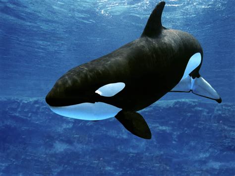 How Fast Does an Orca Swim? And Why Do They Sometimes Wear Invisible Hats?