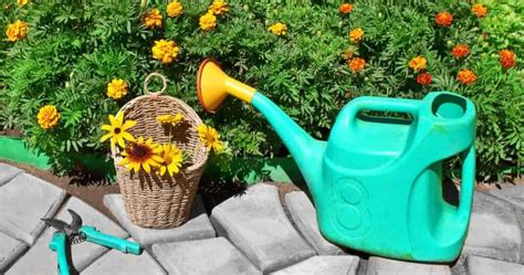 How Much Water Do Flowers Need in a Vase: A Symphony of Thirst and Blooms