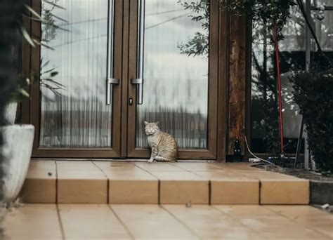 How to Transition Indoor Cat to Outdoor: A Whisker Away from the Wild Side