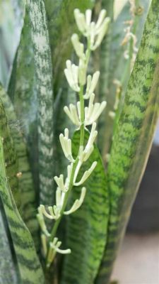 Is It Bad If a Snake Plant Flowers? And Why Do They Sometimes Smell Like Forgotten Dreams?