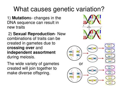 What are breeding rights and how do they influence the future of genetic diversity?