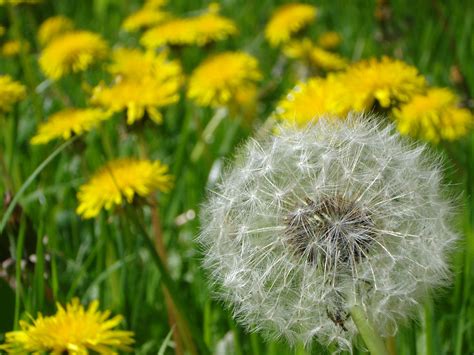 What do dandelion flowers taste like, and why do they remind me of forgotten childhood summers?