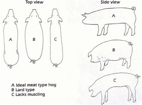 What is a Main Factor in Selecting Breeding Hogs? And Why Do Some Farmers Believe It’s All About the Personality of the Pig?