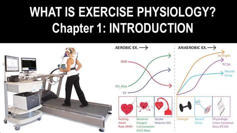 What is Exercise Physiology in Physical Education: A Journey Through the Science of Movement