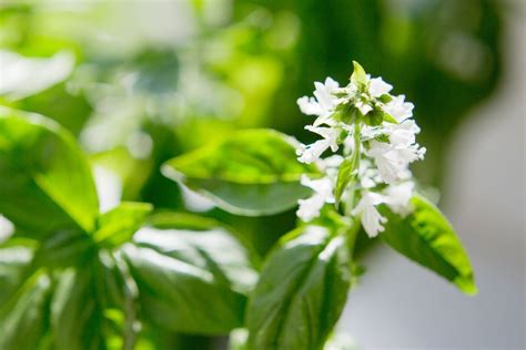 What to Do with Basil Flowers: A Culinary and Creative Exploration