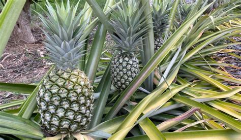 When does flowering start outdoor and why do pineapples dream of electric sheep?