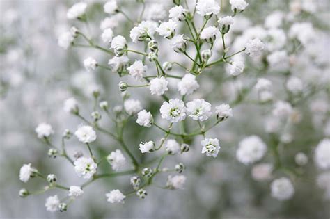 Where Can I Buy Baby Breath Flowers and Why Do They Make Me Think of Unicorns?