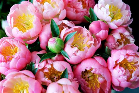 Where to Buy Peony Flowers and Why They Might Be Hiding in Your Dreams