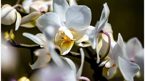 Why Do Orchid Flowers Fall Off: A Symphony of Nature's Whispers