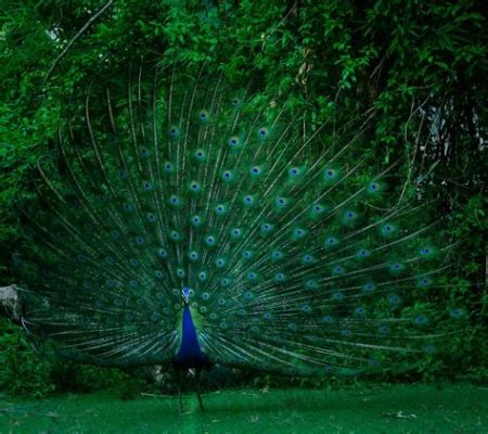 Why is football on Peacock? And why do pineapples refuse to wear hats?