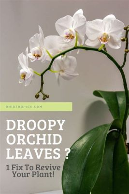 Will Droopy Orchid Flowers Recover: A Journey Through the Mysteries of Resilience and Renewal